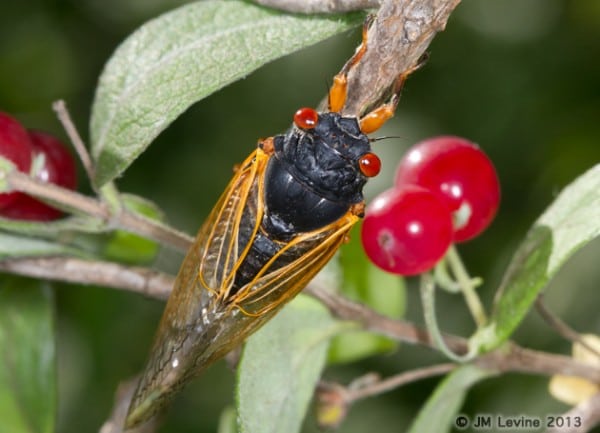 Jeffrey Levine, jeffrey m levine, jlevinemd, cicadas, entomology, 17 year locusts, insects, bugs