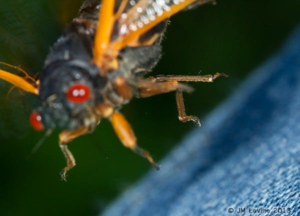 Jeffrey Levine, jeffrey m levine, jlevinemd, cicadas, entomology, 17 year locusts, insects, bugs