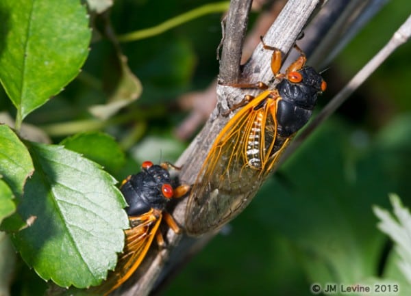 Jeffrey Levine, jeffrey m levine, jlevinemd, cicadas, entomology, 17 year locusts, insects, bugs