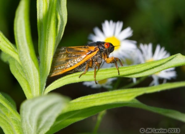 Jeffrey Levine, jeffrey m levine, jlevinemd, cicadas, entomology, 17 year locusts, insects, bugs