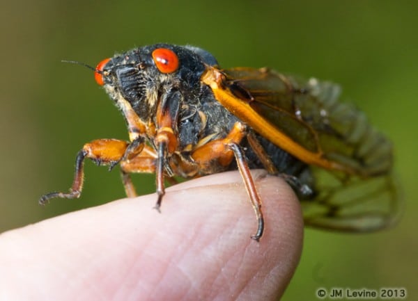 Jeffrey Levine, jeffrey m levine, jlevinemd, cicadas, entomology, 17 year locusts, insects, bugs