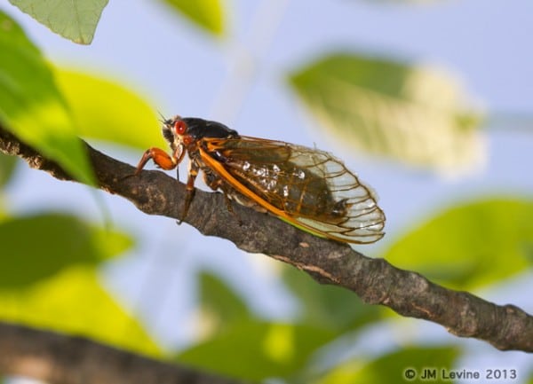 Cicada Mania!!