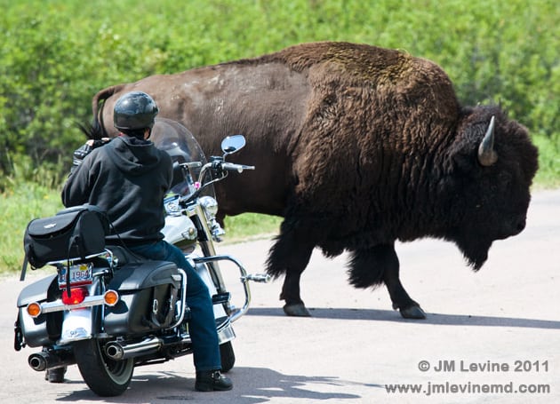 Buffalo block the road in Custer State Park