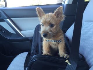 puppy, norwich terrier