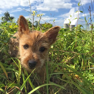 road trip, puppy, norwich terrier,